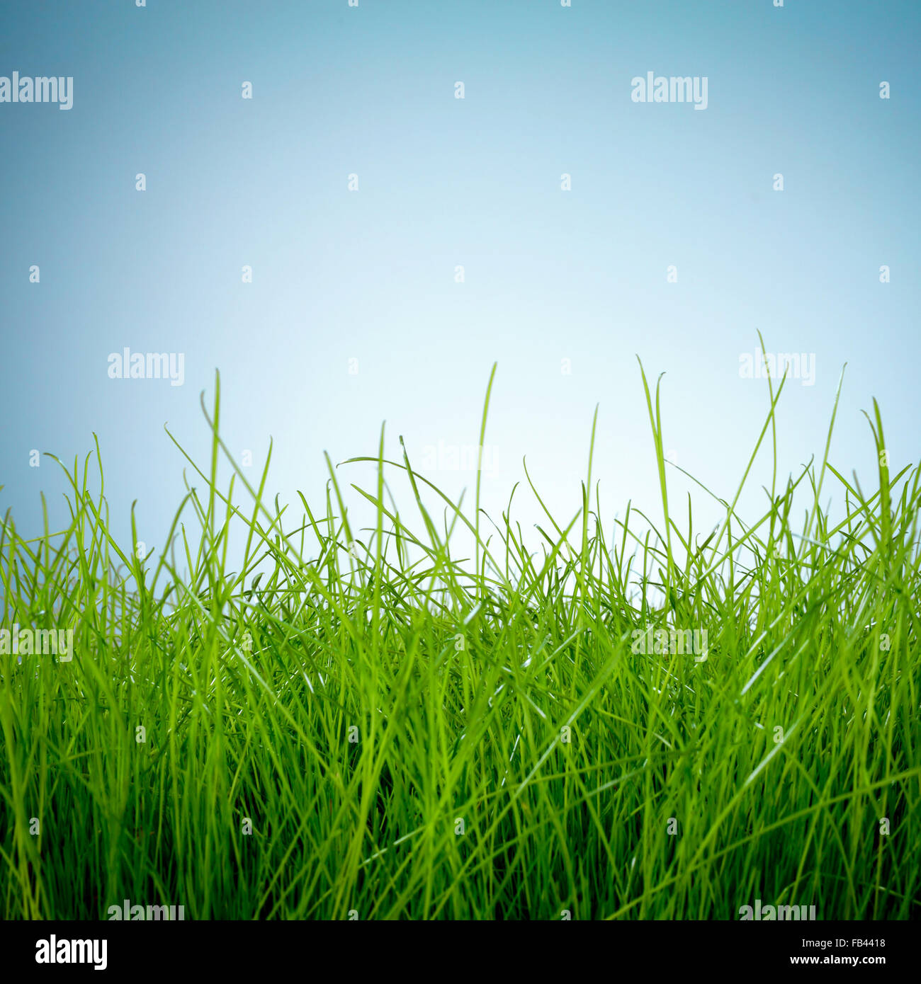 L'herbe verte du printemps et soleil sur fond bleu Banque D'Images