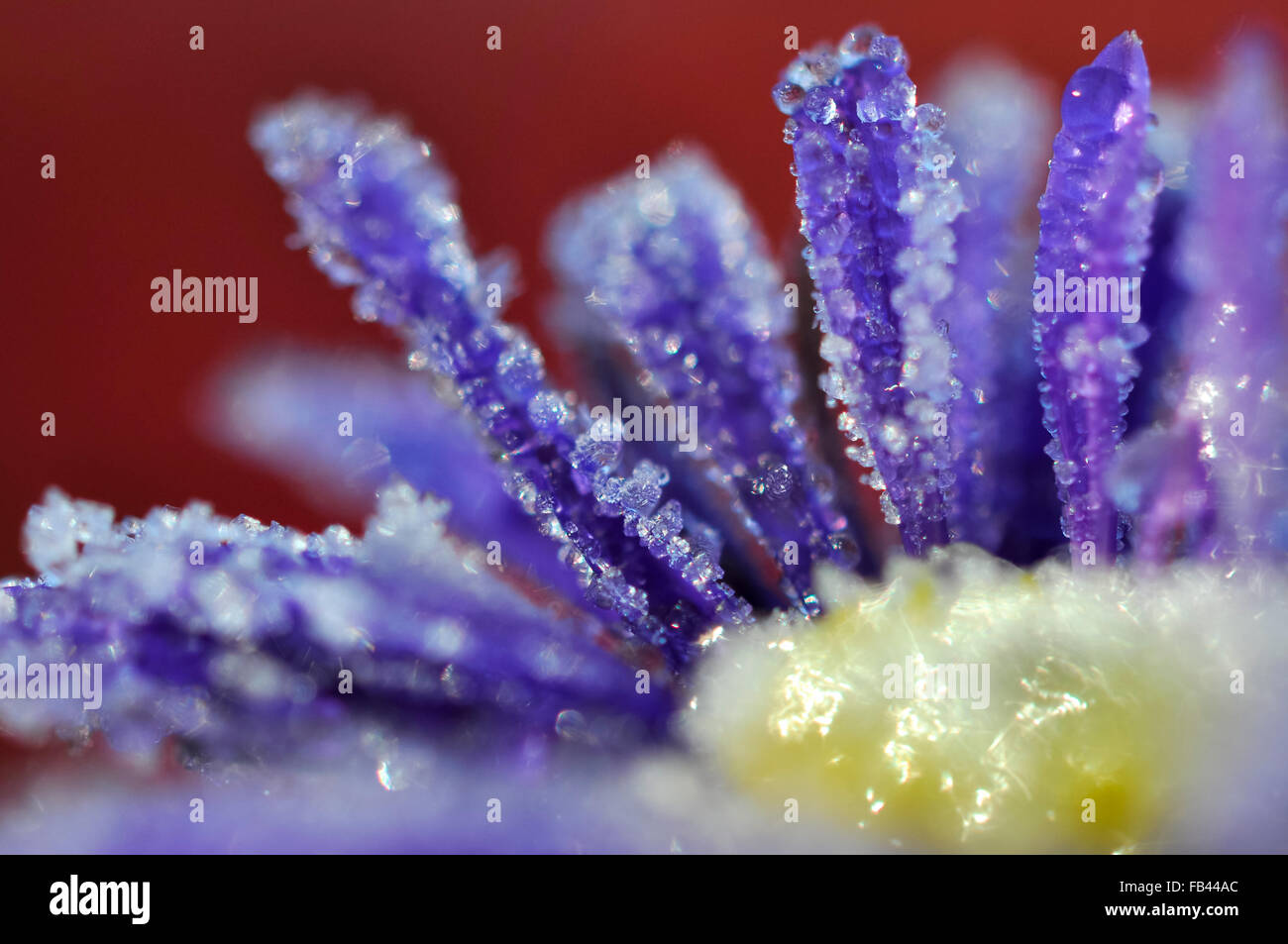 Les cristaux de l'hiver gel sur un fond bleu fleur Aster avec un riche fond rouge. Banque D'Images