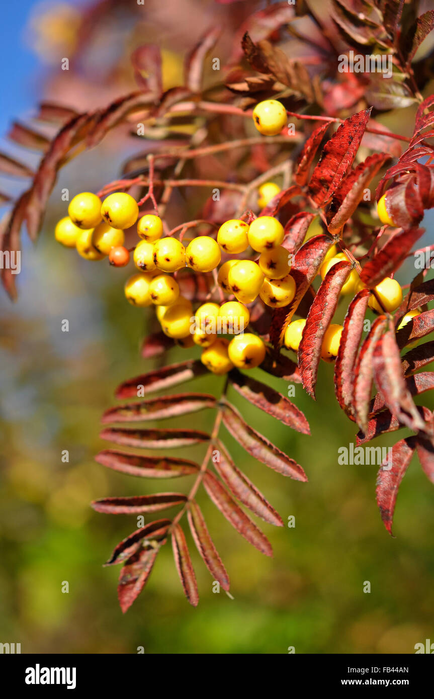 Petits fruits jaune vif sur un Sorbus 'Joseph rock' arbre en automne le soleil. Banque D'Images