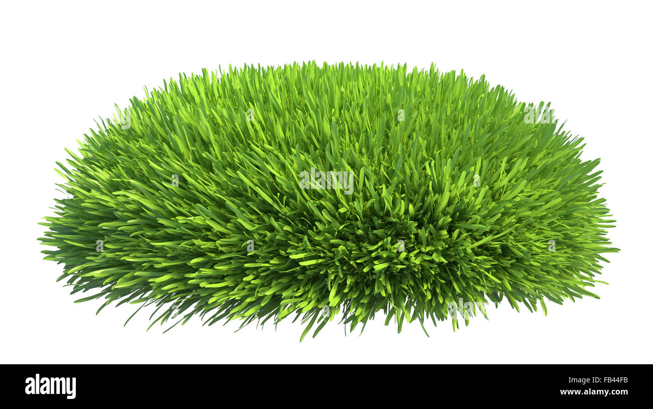 L'herbe verte fraîche isolé sur fond blanc Banque D'Images