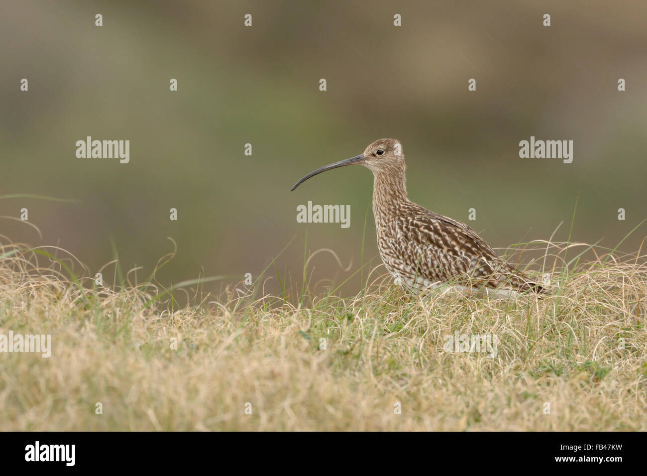 Rare courlis eurasien / Grosser Brachvogel ( Numenius arquata ) debout dans les dunes, peu, pluie, parc national mer des Wadden, Allemagne, faune, Europe. Banque D'Images