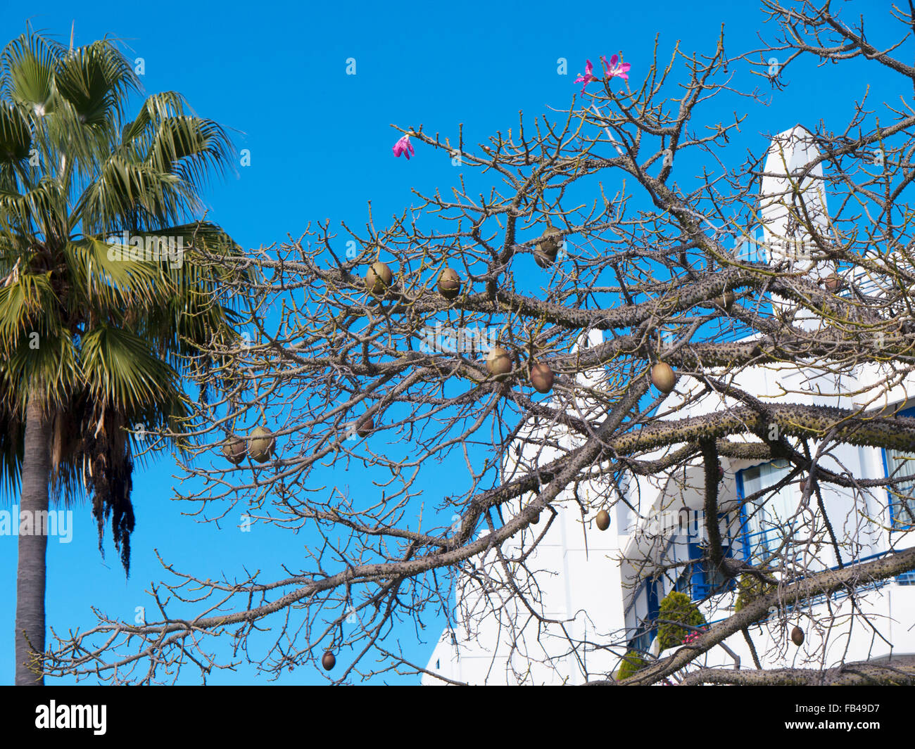 Avocatier avec ses fleurs roses à Marbella sur la Costa del Sol en Espagne Banque D'Images