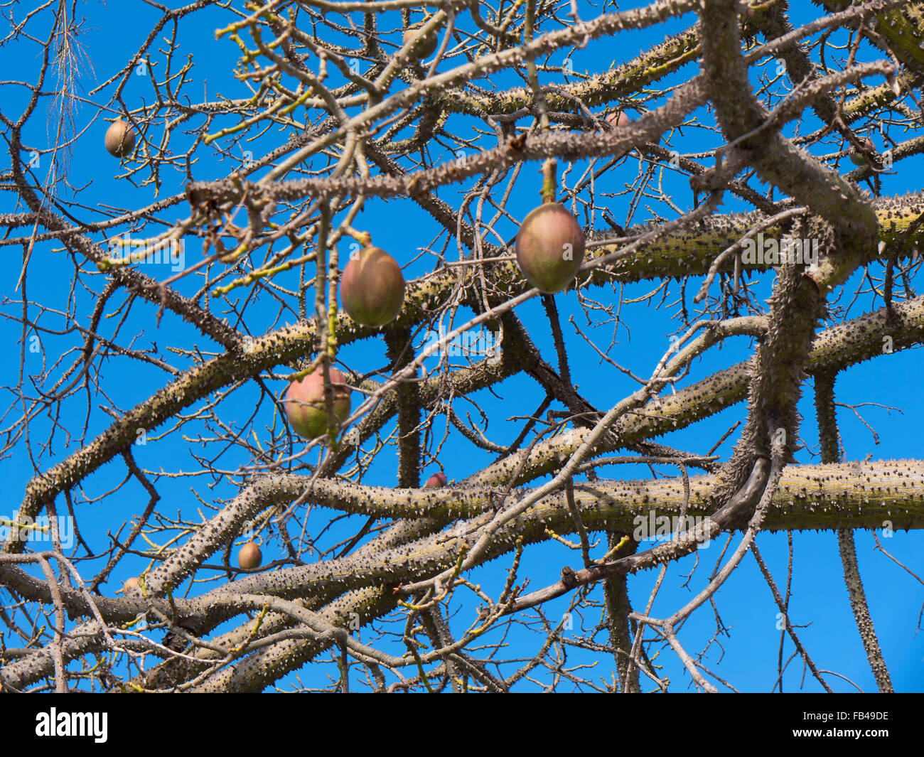 Avocatier avec ses fleurs roses à Marbella sur la Costa del Sol en Espagne Banque D'Images