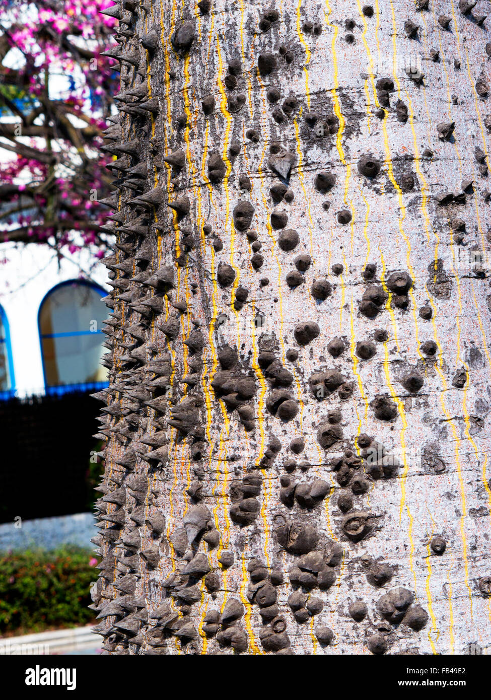 Avocatier avec ses fleurs roses à Marbella sur la Costa del Sol en Espagne Banque D'Images