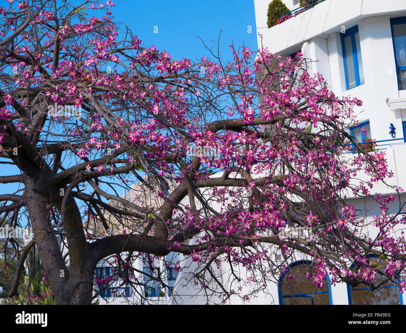 Avocatier avec ses fleurs roses à Marbella sur la Costa del Sol en Espagne Banque D'Images