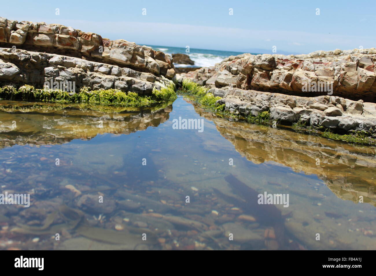 Piscine de l'eau avec des plantes, et la vie Banque D'Images