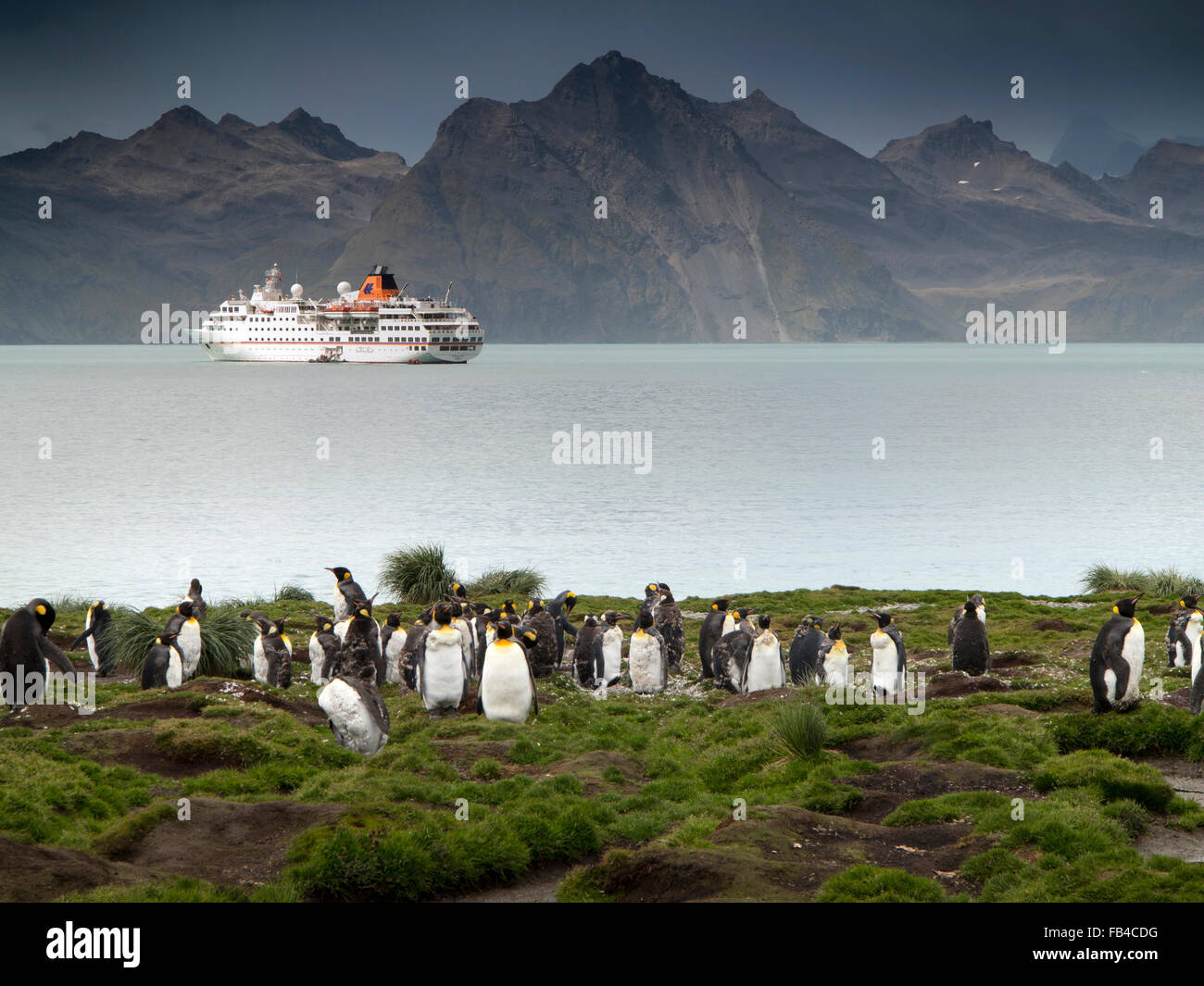 La Géorgie du Sud, Cumberland Bay, Jason Harbour, MS Hanseatic, Antarctique, bateau de croisière amarré dans la baie King Penguins Banque D'Images