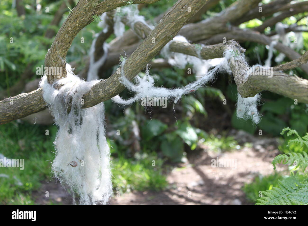 La laine des moutons accroché sur les branches d'un arbre dans un bois Banque D'Images
