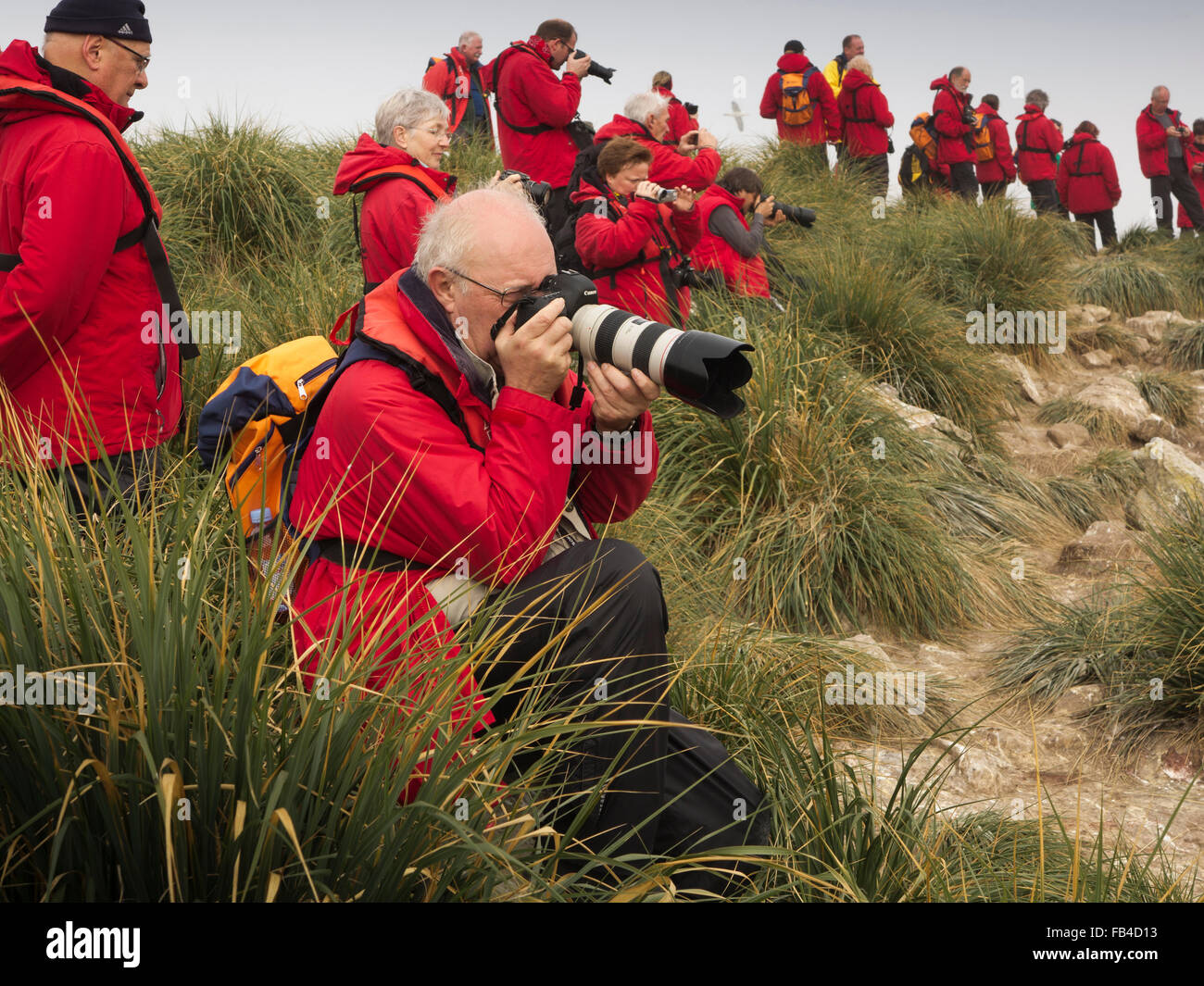 Atlantique Sud, îles Malouines, nouvelle île, le Rookery, les passagers des bateaux de croisière de photographier la faune Banque D'Images