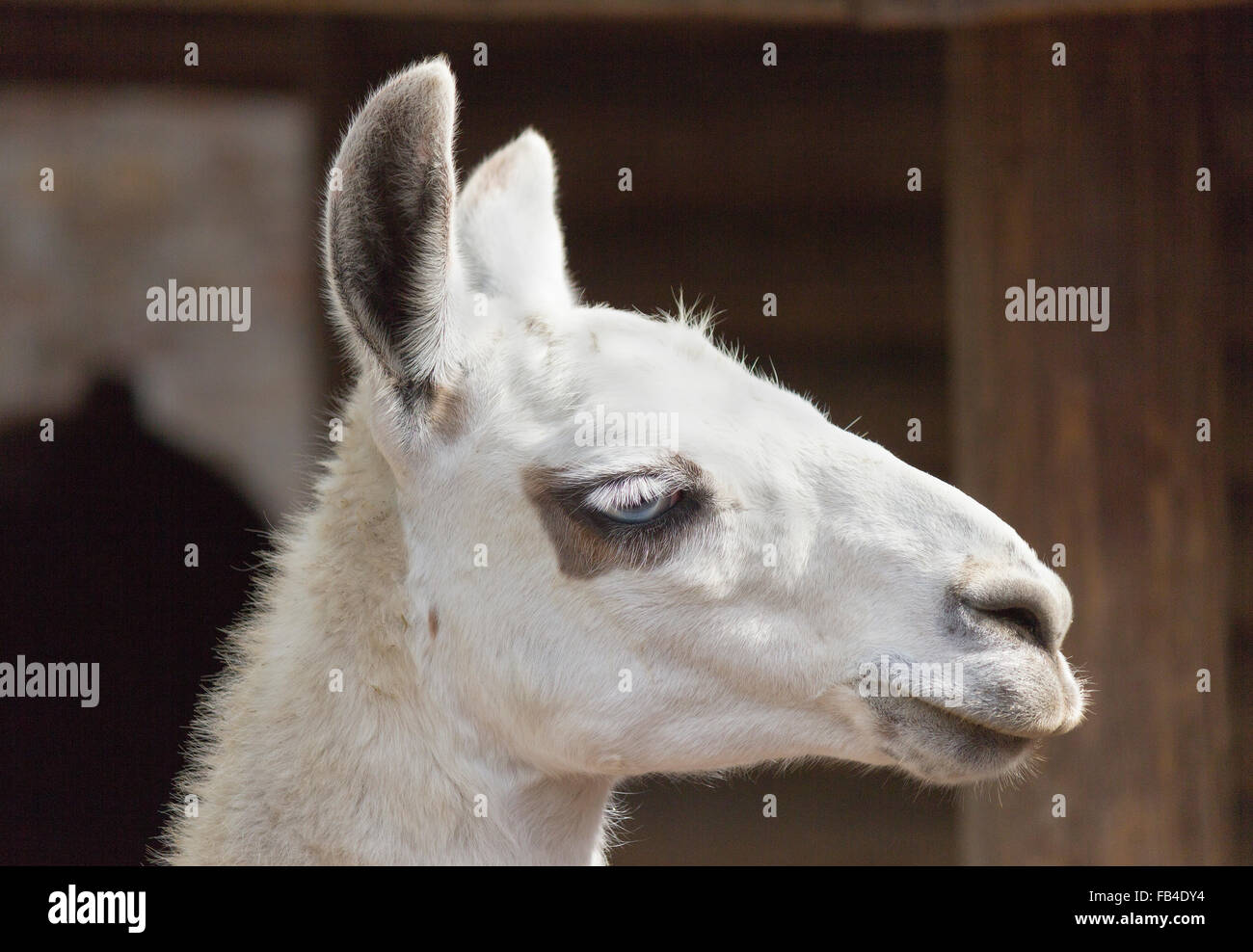 Lama Banque D'Images