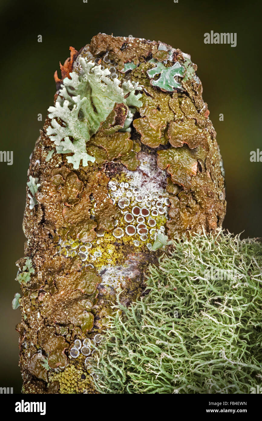 La biodiversité des espèces de lichens, riche variété poussant sur le bois mature Banque D'Images