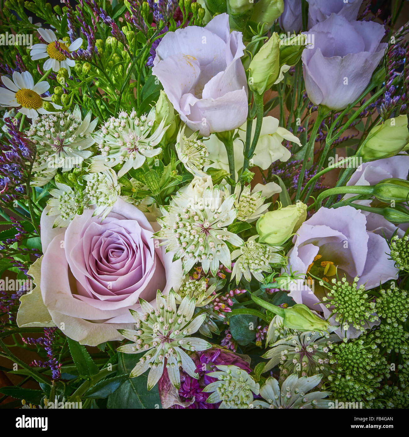 Fleurs coupées, Close up Banque D'Images
