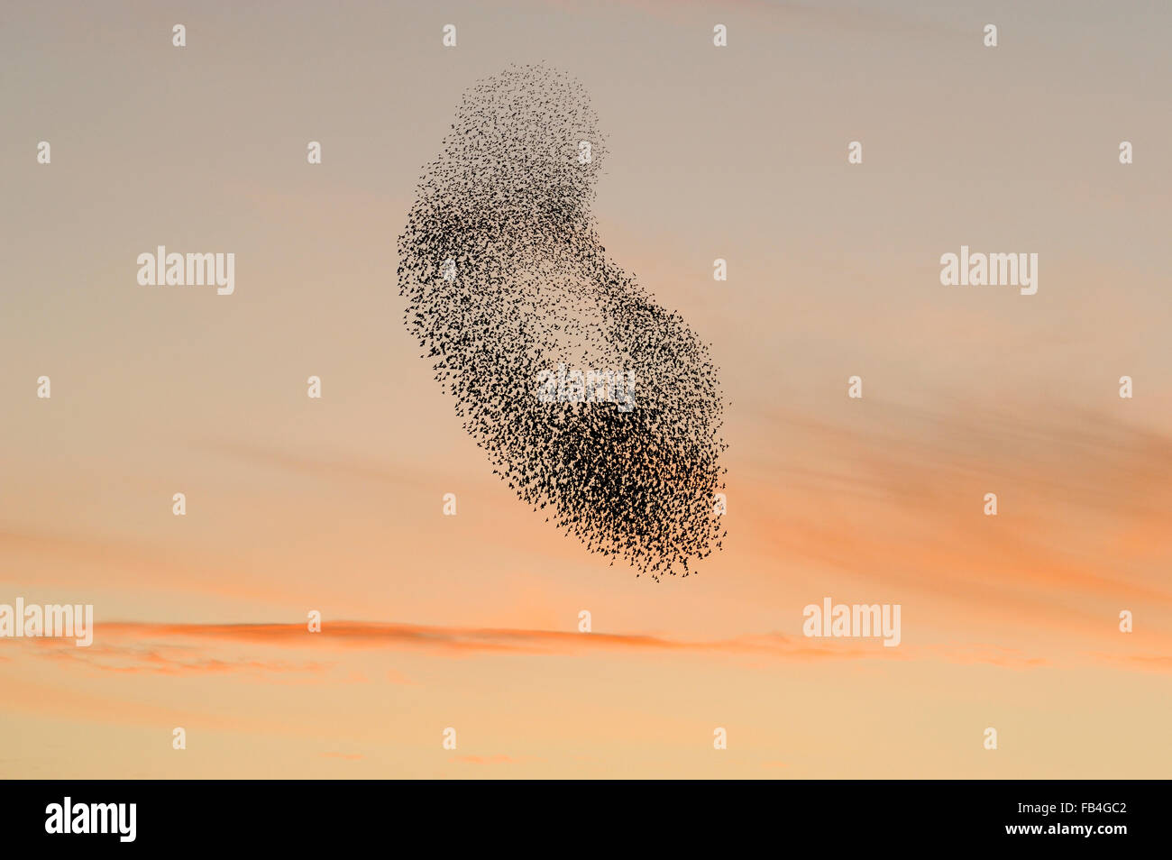 Troupeau de Starling (Sturnus vulgaris) au coucher du soleil, le regroupement dans le ciel provoquée par la présence de prédateurs, avec des couleurs de soleil rose, RSPB Banque D'Images