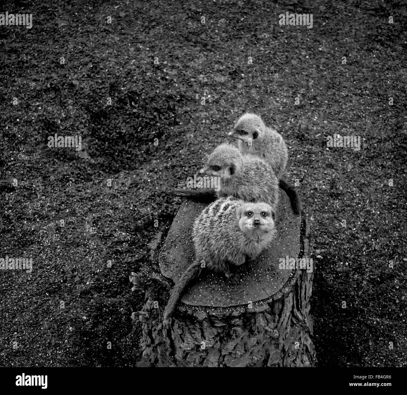 Trois suricates sitting on tree stump Banque D'Images