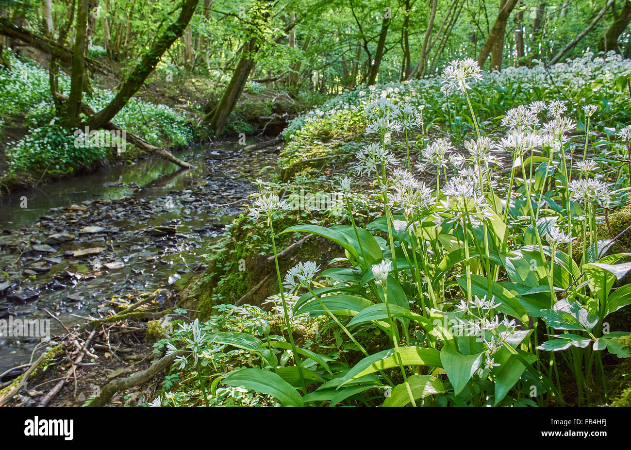 Forêts anciennes au printemps avec Ramsons Banque D'Images