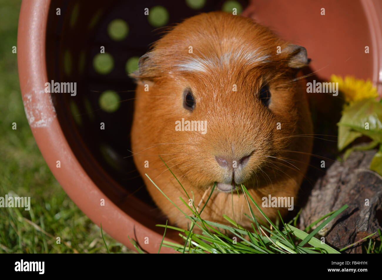 Le gingembre cochon assis dans une plante en pot dans un jardin mangent de l'herbe Banque D'Images