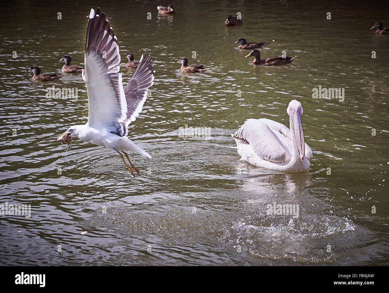 Prend le poisson de Seagull Pelican Banque D'Images