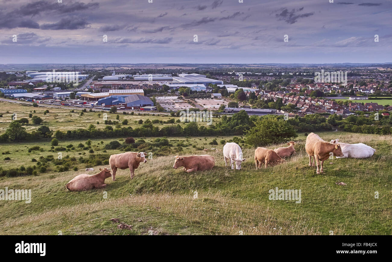 Downland Voir de Dunstable Downs contre les coups Banque D'Images