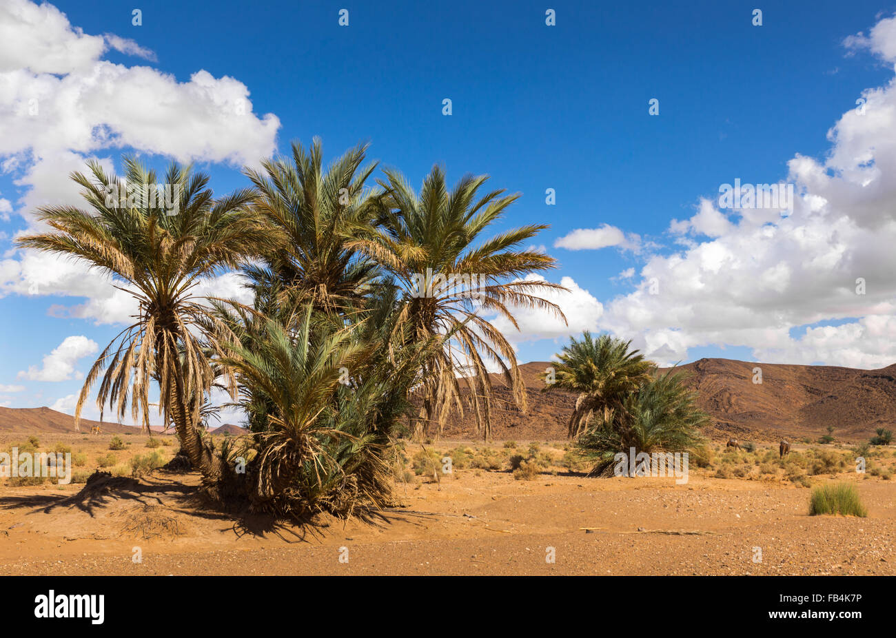 Dans le palm oasis du désert maroc Banque D'Images