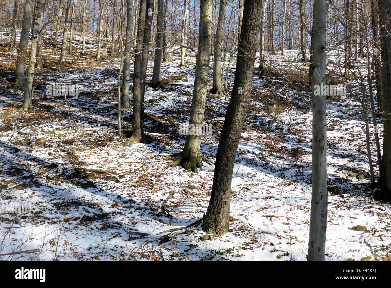 Im Buchenwald Hiver - forêt de hêtres en hiver 02 Banque D'Images