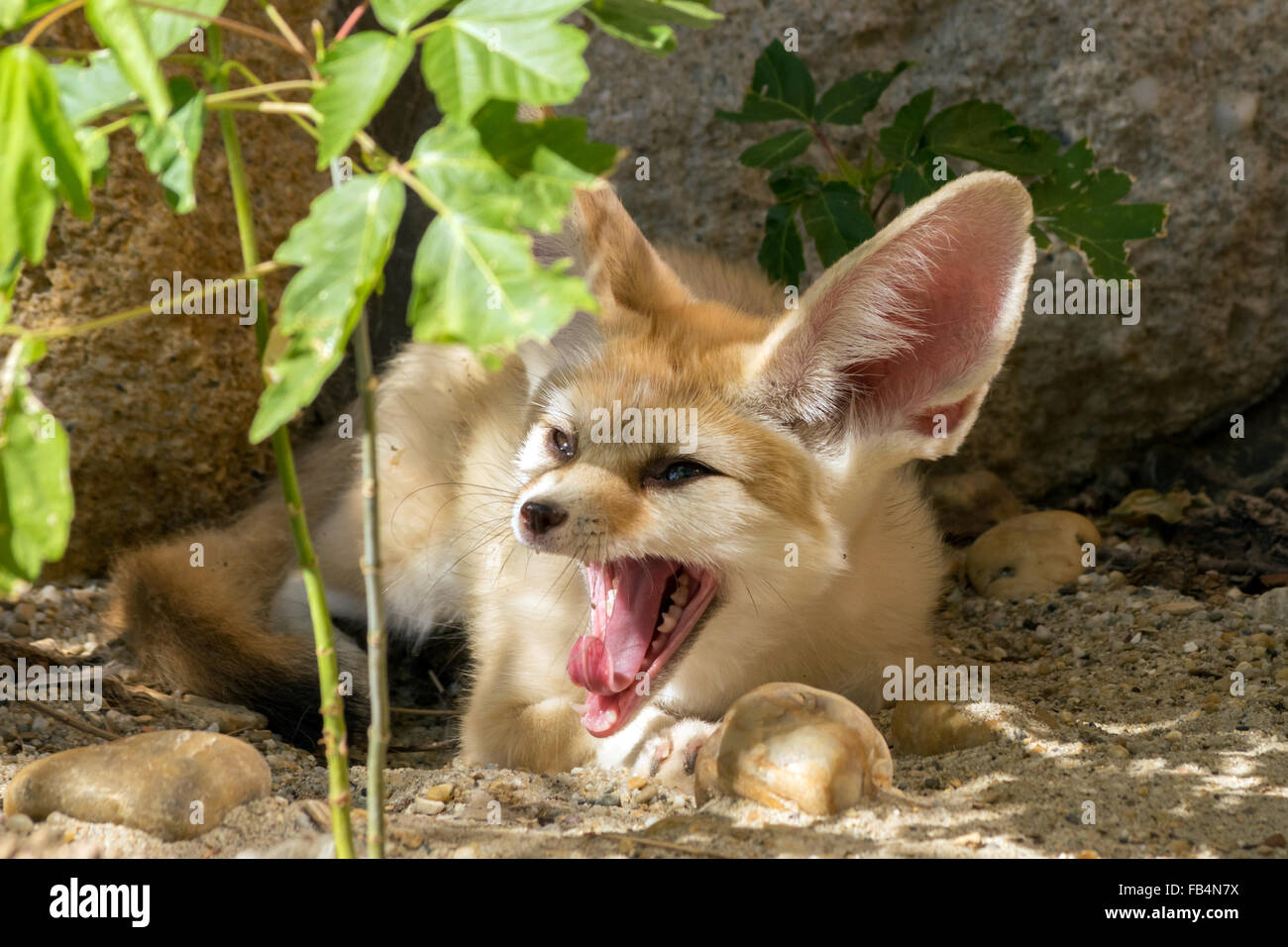 Fennec fox (Vulpes zerda) le bâillement Banque D'Images