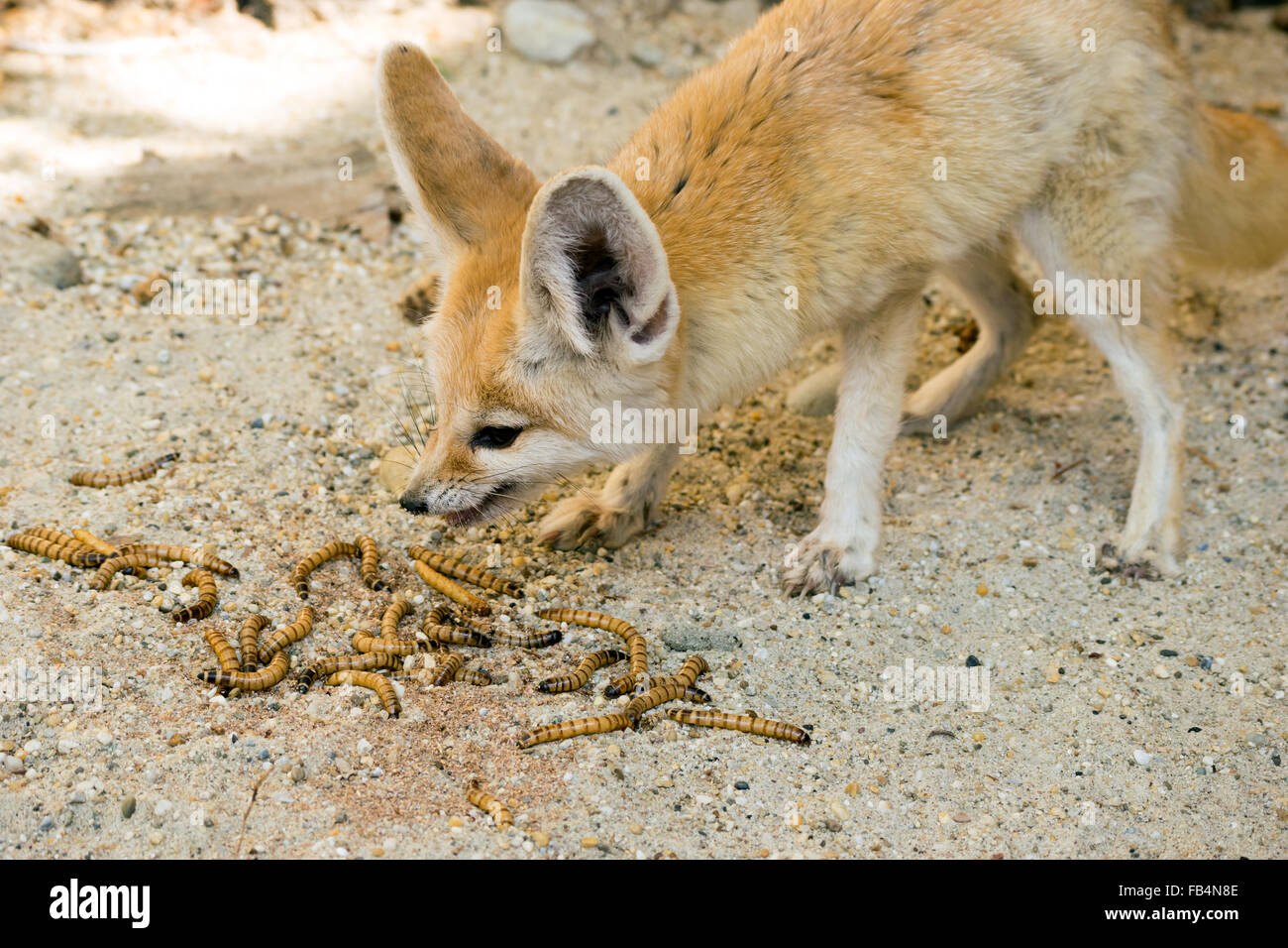 Fennec (Vulpes zerda) Fox de manger les vers de farine Banque D'Images