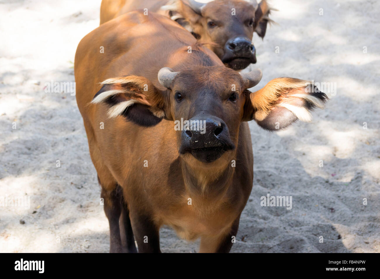 Buffle des forêts d'Afrique (Syncerus caffer nanus) Banque D'Images