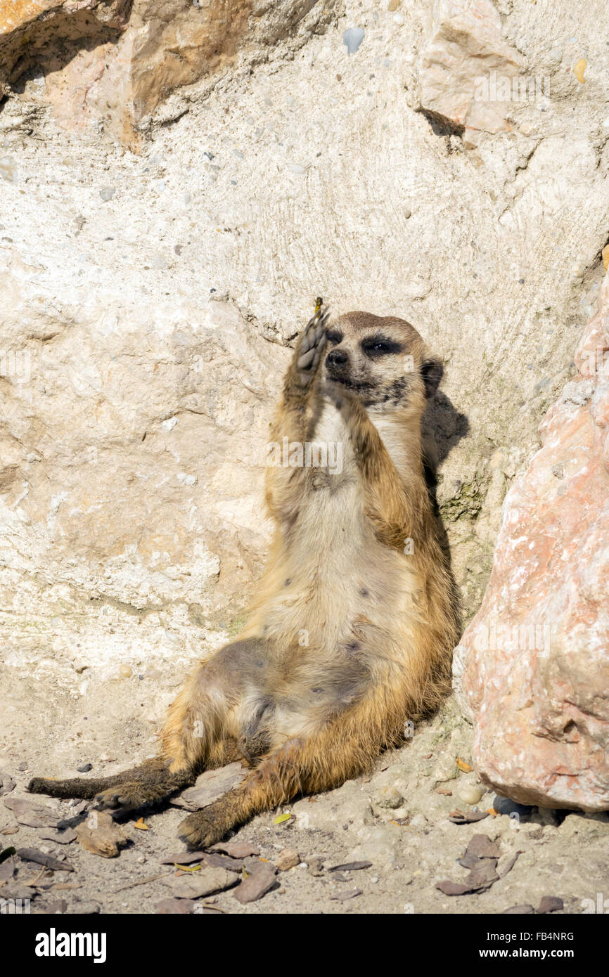 Meerkat (Suricata suricatta) essayant d'attraper un wasp Banque D'Images