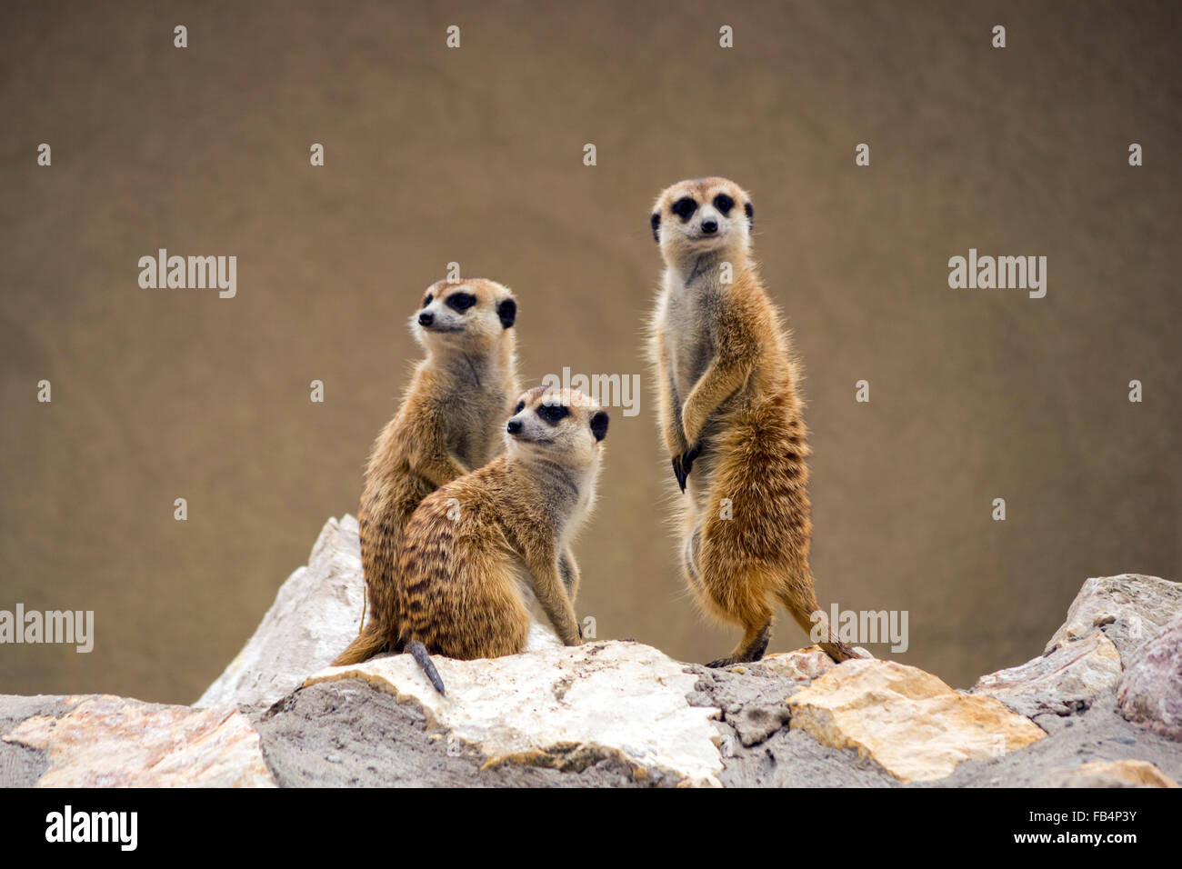 Les suricates (Suricata suricatta) Banque D'Images
