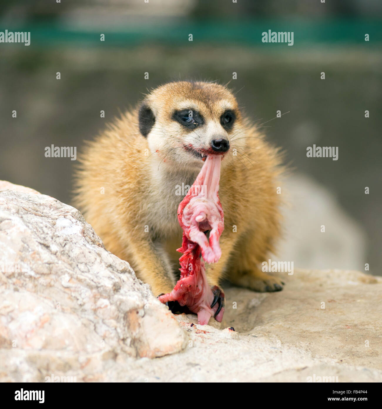 Meerkat (Suricata suricatta) manger un lapin bébé Banque D'Images