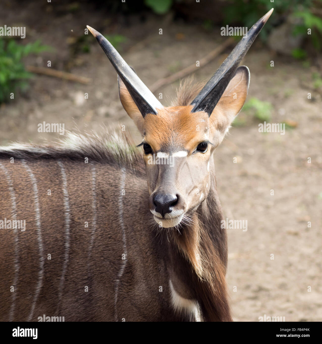 (Tragelaphus angasii nyala mâle), portrait Banque D'Images