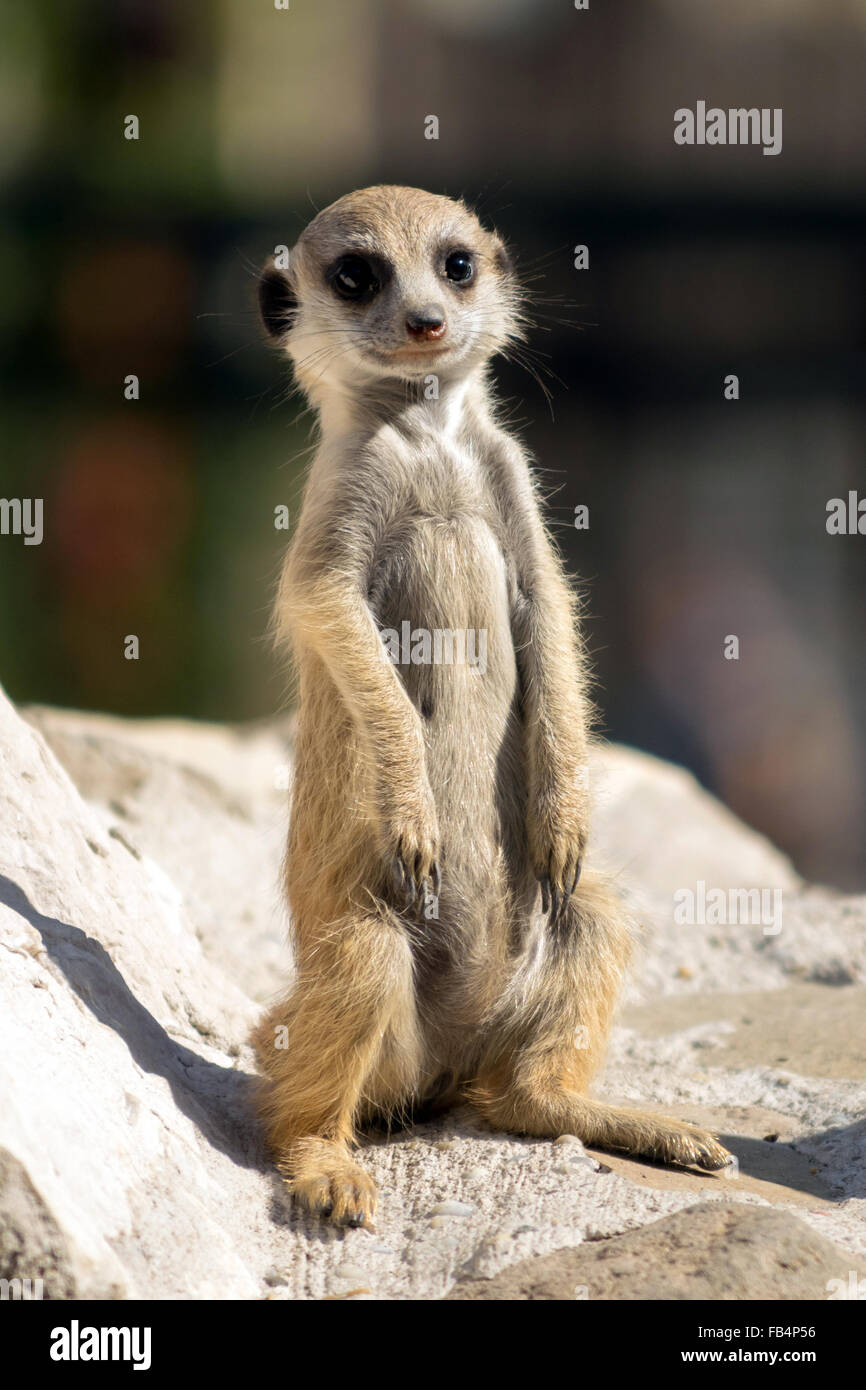 Baby meerkat (Suricata suricatta) Banque D'Images
