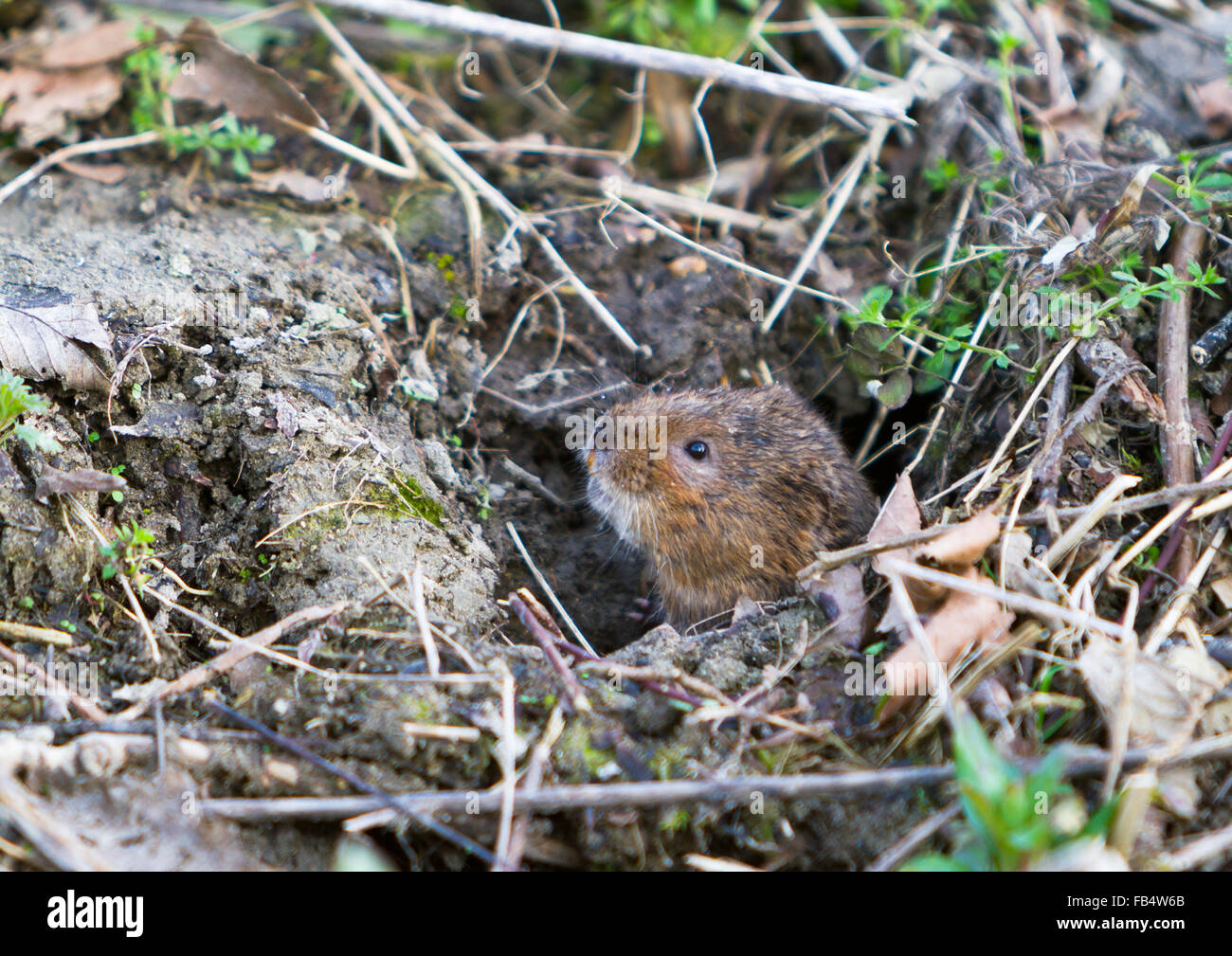 Le campagnol de l'eau européenne, Arvicola amphibius,assis dans l'entrée des terriers. Banque D'Images