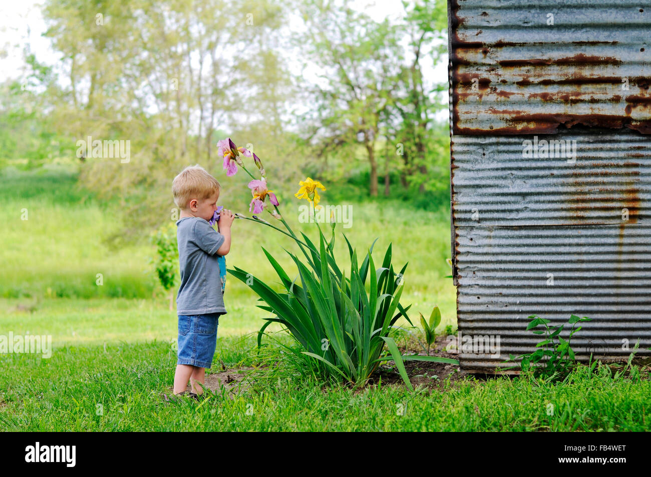 Boy smelling iris fleurs par barn Banque D'Images