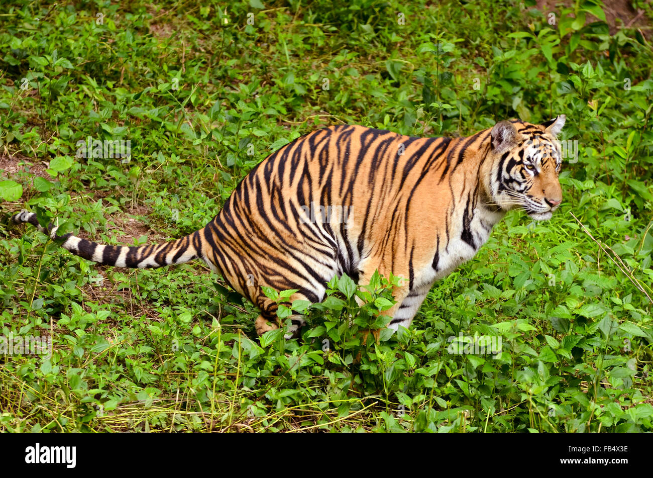 Tigre du Bengale d'excréments dans la forêt Banque D'Images