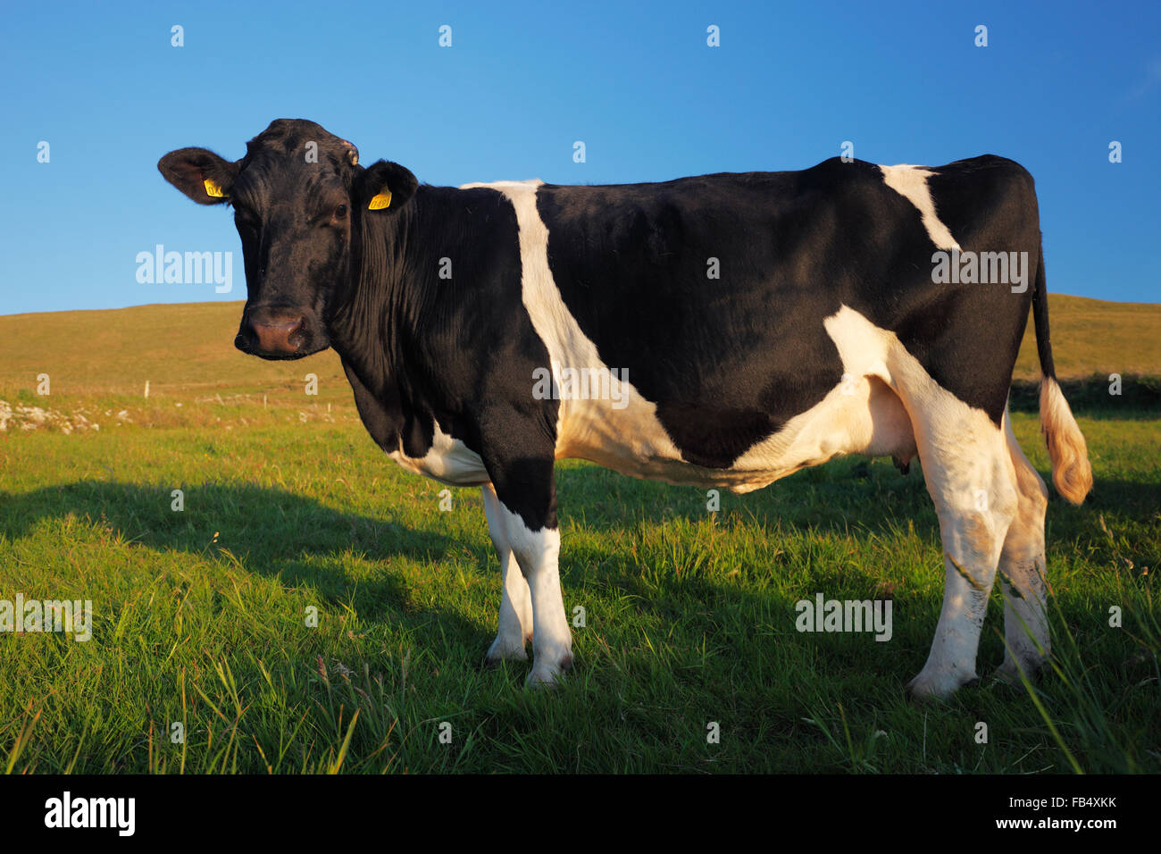 La vache Holstein - noir et blanc patché vache (Bos taurus) Banque D'Images