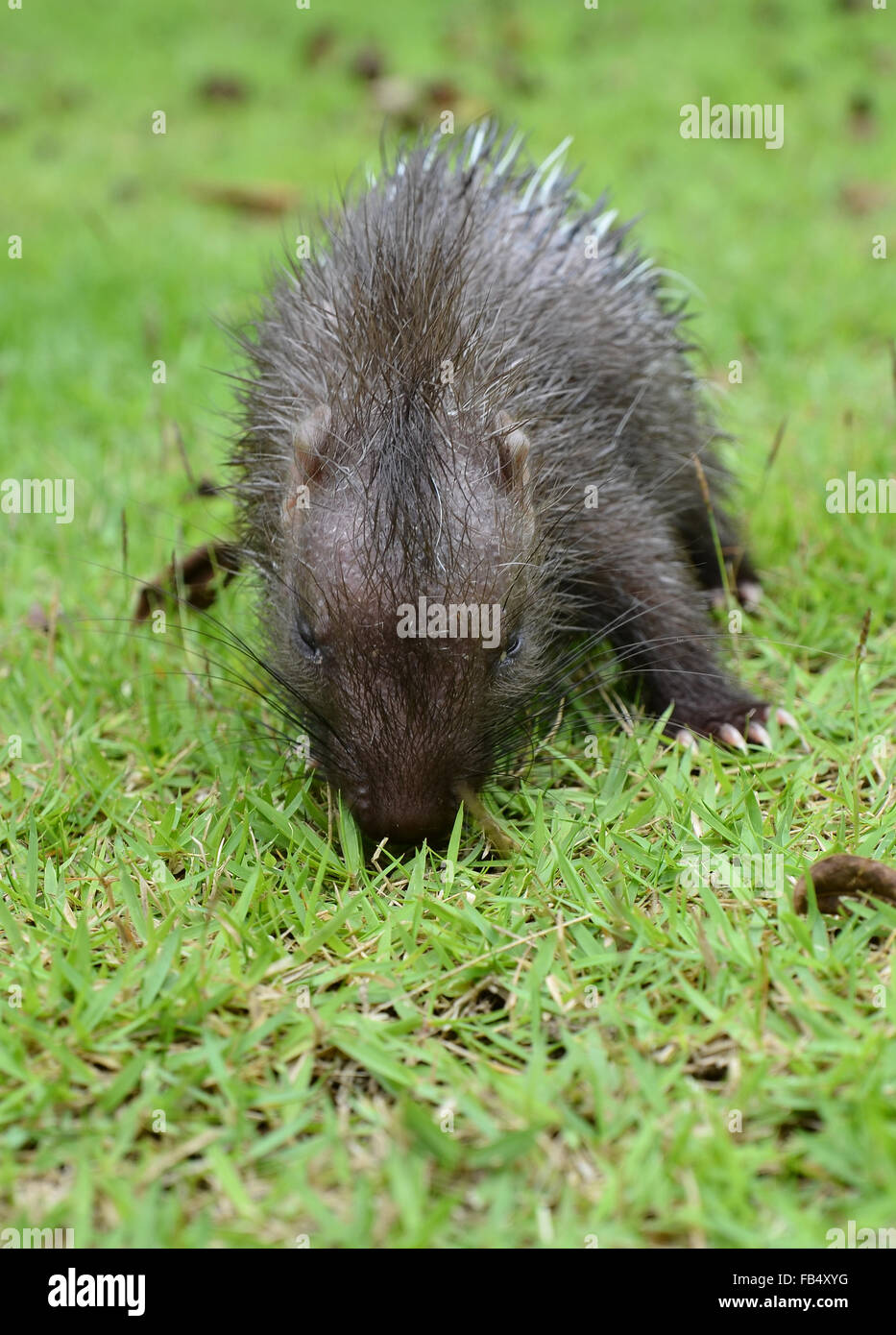 Porcupine bébé ( Hystrix brachyura ) marcher sur l'herbe verte Banque D'Images