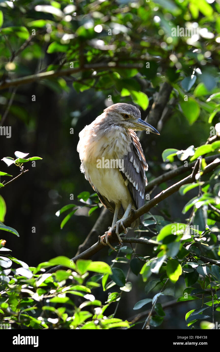 Bihoreau gris - noir Banque D'Images