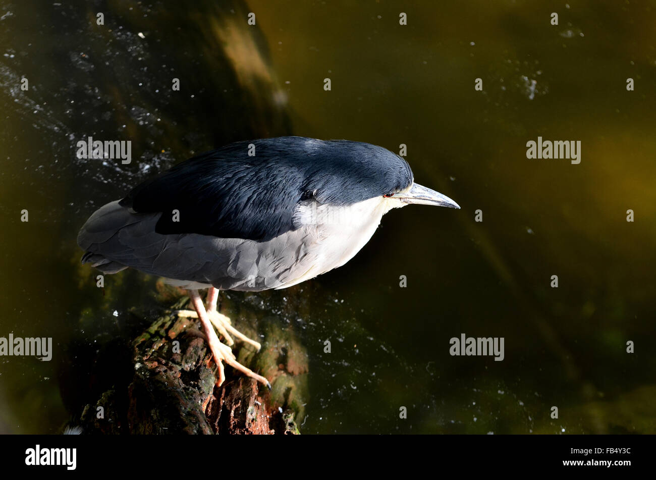 Bihoreau gris - noir Banque D'Images