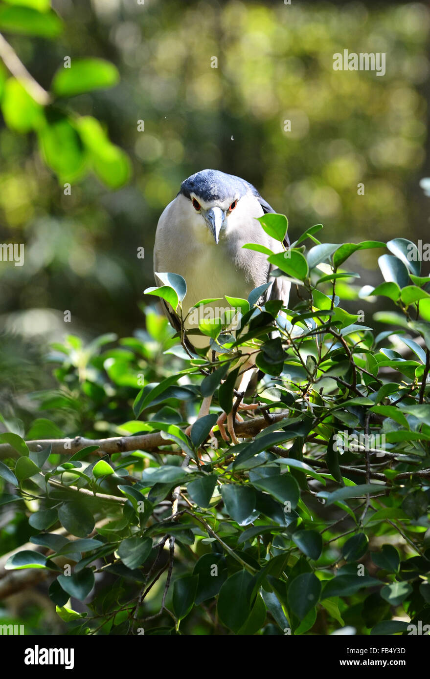 Bihoreau gris - noir Banque D'Images