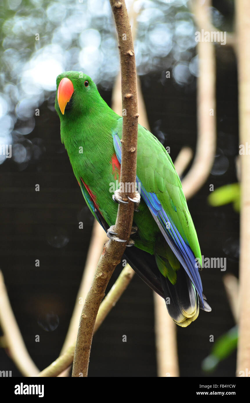 Beau Vert perroquet eclectus roratus Eclectus (oiseaux) Banque D'Images