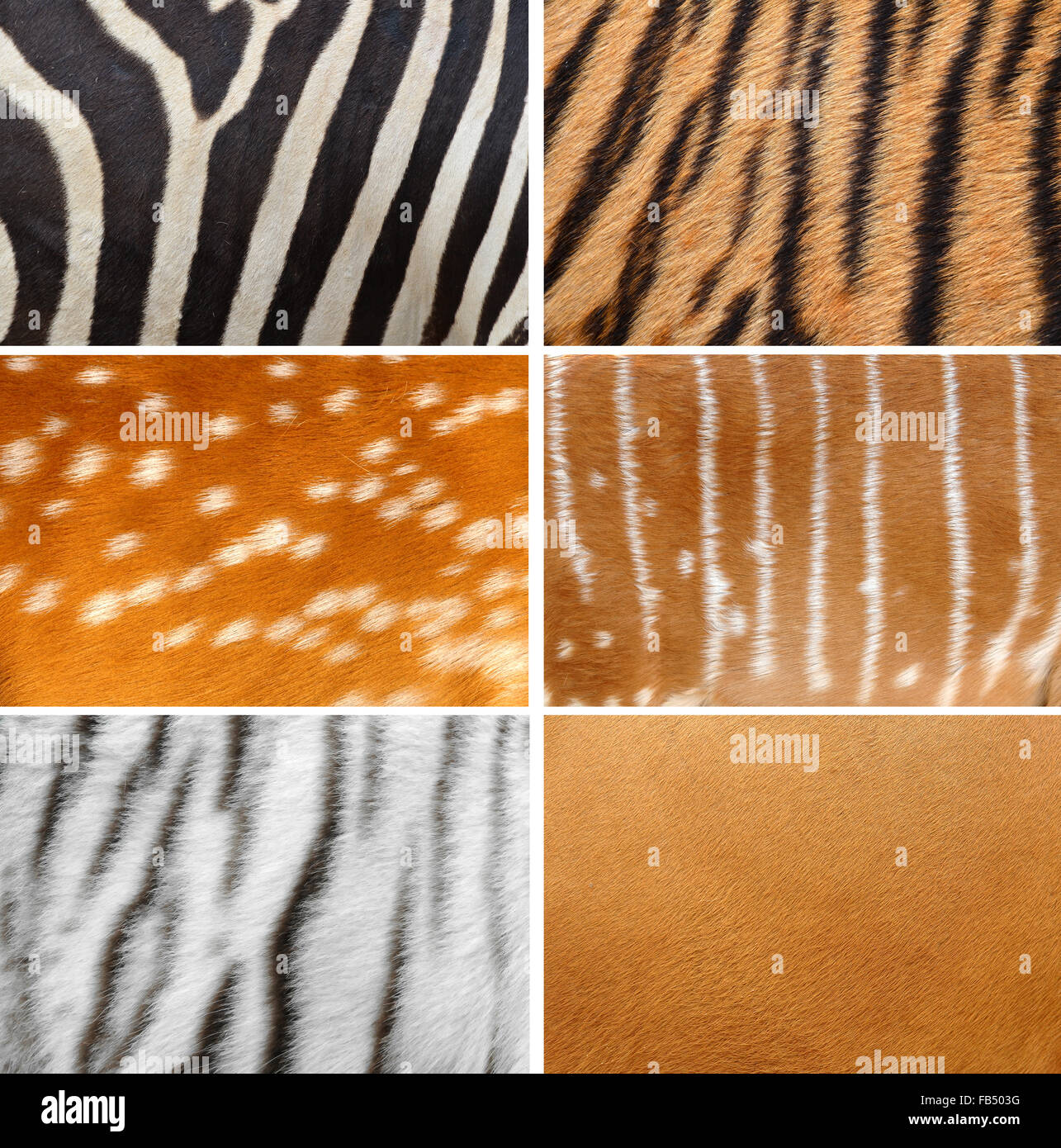 6 collection de peau d'animaux Banque D'Images