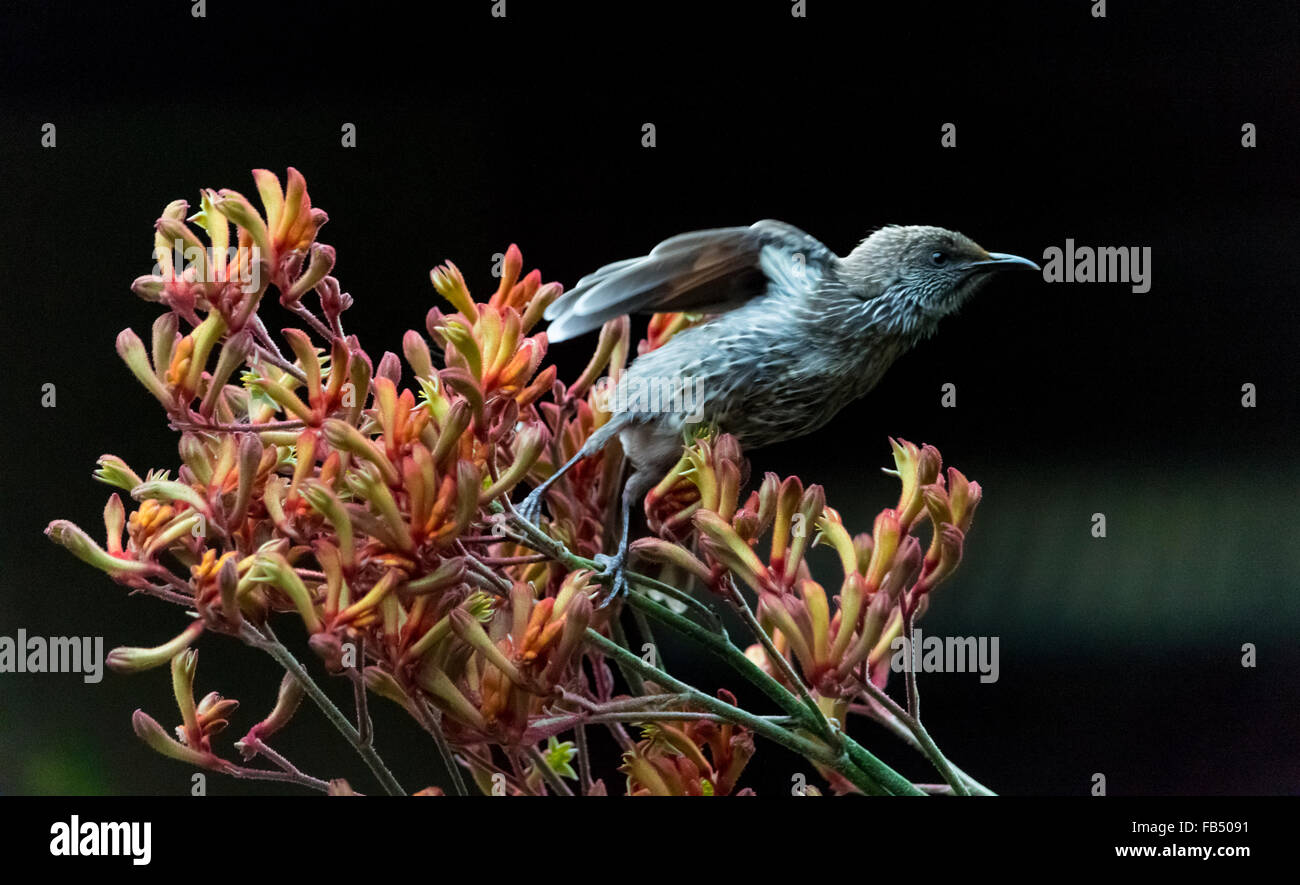 Le petit wattlebird (Anthochaera chrysoptera), est une espèce de passereau méliphage, un. C'est une patte de kangourou qui se nourrissent de nectar. Banque D'Images