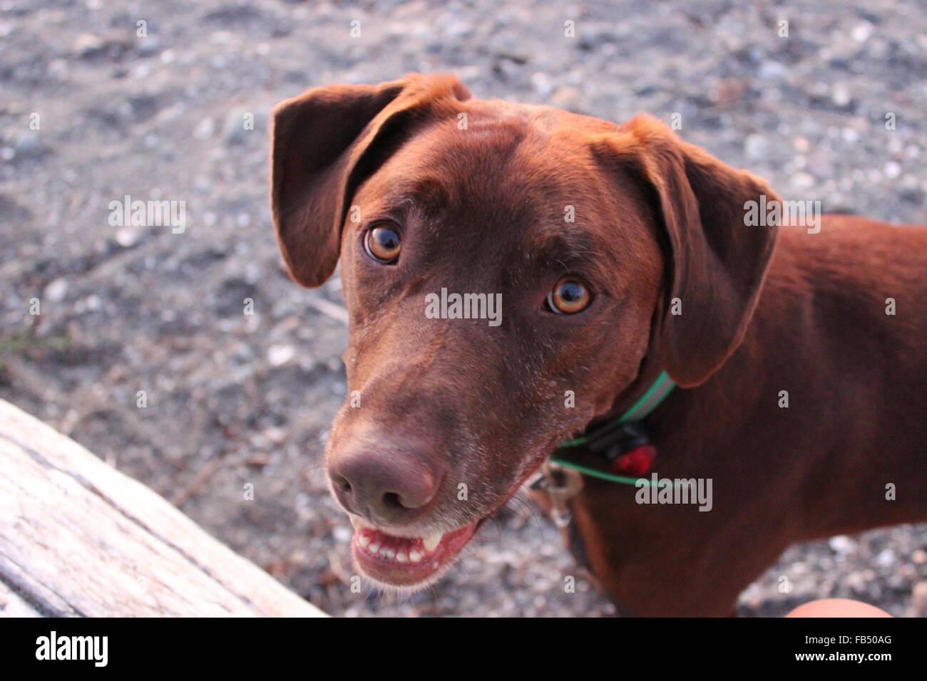 Ami fidèle Banque D'Images