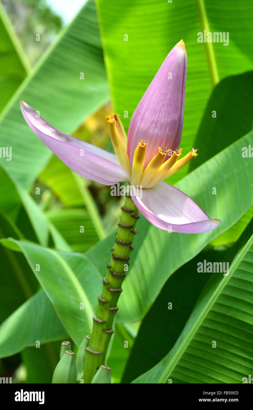 Floraison rose banane ,( musa ornata ) Banque D'Images