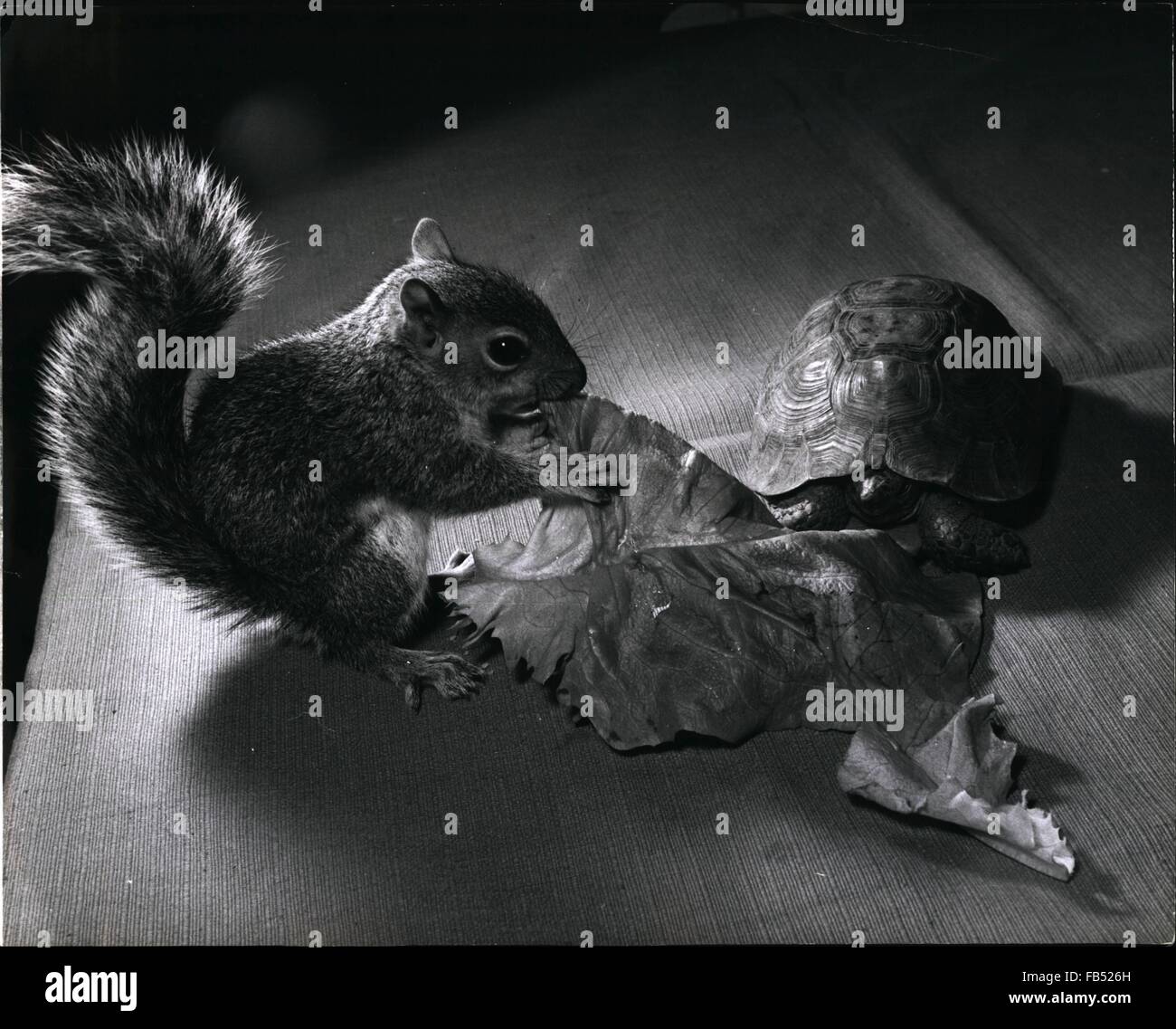 1968 - Babe from the Woods : quand Stephen Blendm, 10 ans, a trouvé un écureuil cabane dans Highgate Woods, la RSPCA était pessimiste quant à savoir si Winky, le chat de la famille qui venait de donner naissance à des chatons, consentirait à prendre dans sa famille comme l'un des siens et à le nourrir. Ils avaient tort, car il s'est avéré que plus grand amour ha   pas de chat puis Winky, et maintenant Sam  y l'écureuil est bien et vraiment l'un de la famille felino. Tommy la Tortue n'est pas exactement un autre membre de la famille mais quand il se sent assez audacieux pour sortir de sa coquille, il partage souvent un succulent repas comme une feuille de laitue avec Sammy, Banque D'Images
