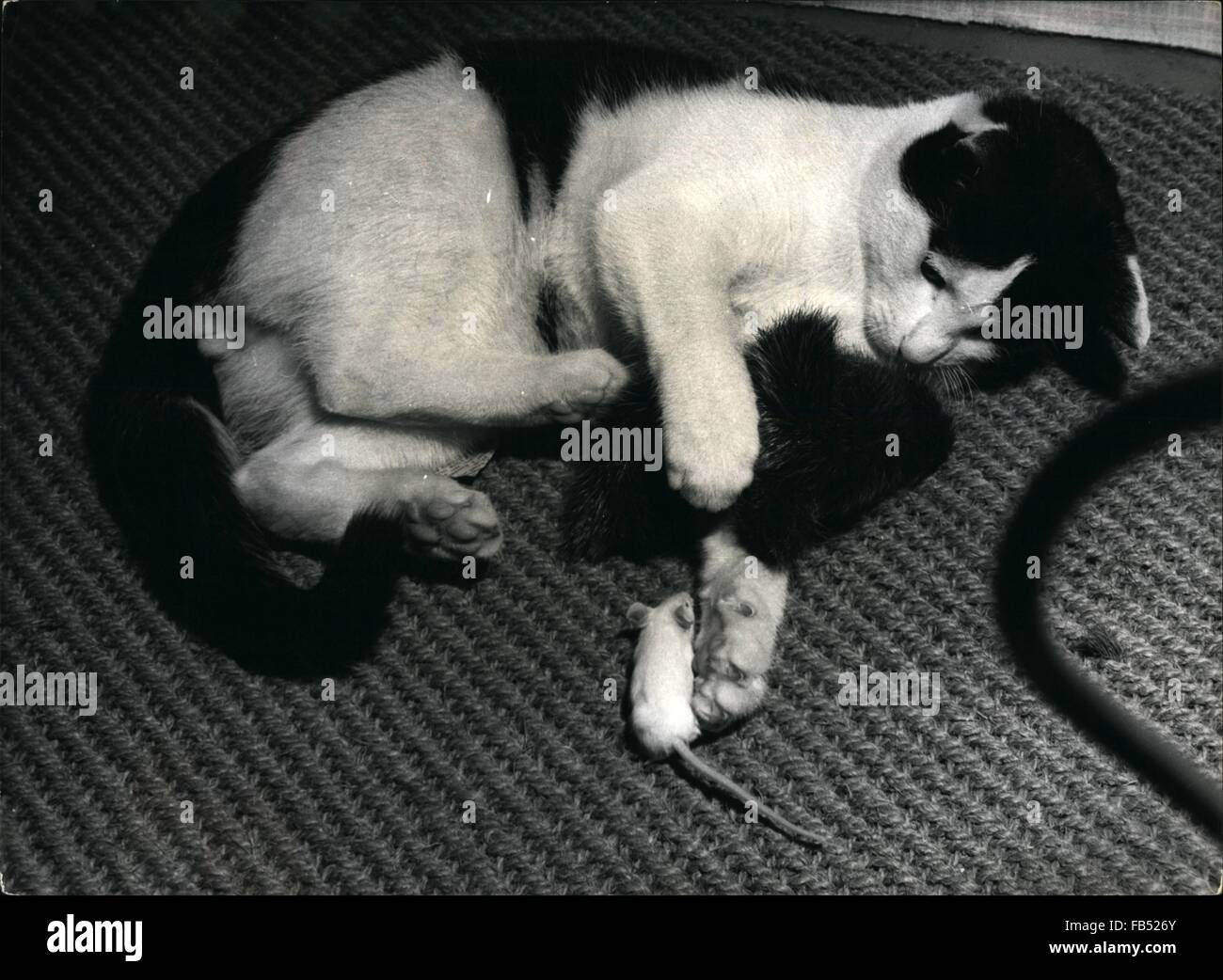 1968 L Entreprise Amis Un Chat Et Une Souris Et Celui Qui Dit Que Le Chat Est Le Plus Grand Ennemi De La Souris Qu Il Regarde Ces Photos D Une Chatte Du