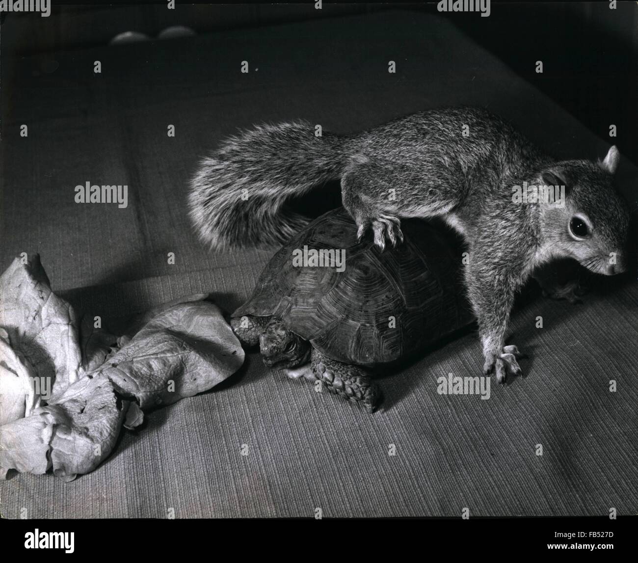 1968 - Babe from the Woods : quand Stephen Blendell, 10 ans, a trouvé un écureuil cabane dans Highgate Woods, la RSPCA était pessimiste quant à savoir si Winky, le chat de la famille qui venait de donner naissance à des chatons, consentirait à prendre dans sa famille comme l'un des siens et à le nourrir. Ils avaient tort, car il s'est avéré que plus grand amour ha   pas de chat puis Winky, et maintenant Sam  y l'écureuil est bien et vraiment l'un de la famille felino. Je ne peux pas t'empêcher d'être si lent, mon ami ! Dit Sammy alors qu'il joue à la grenouille à saut sur Tommy la Tortue, un autre animal de compagnie de Stephen. Mais Tommy ne se joint pas, pas exprès, de toute façon. Il est se Banque D'Images