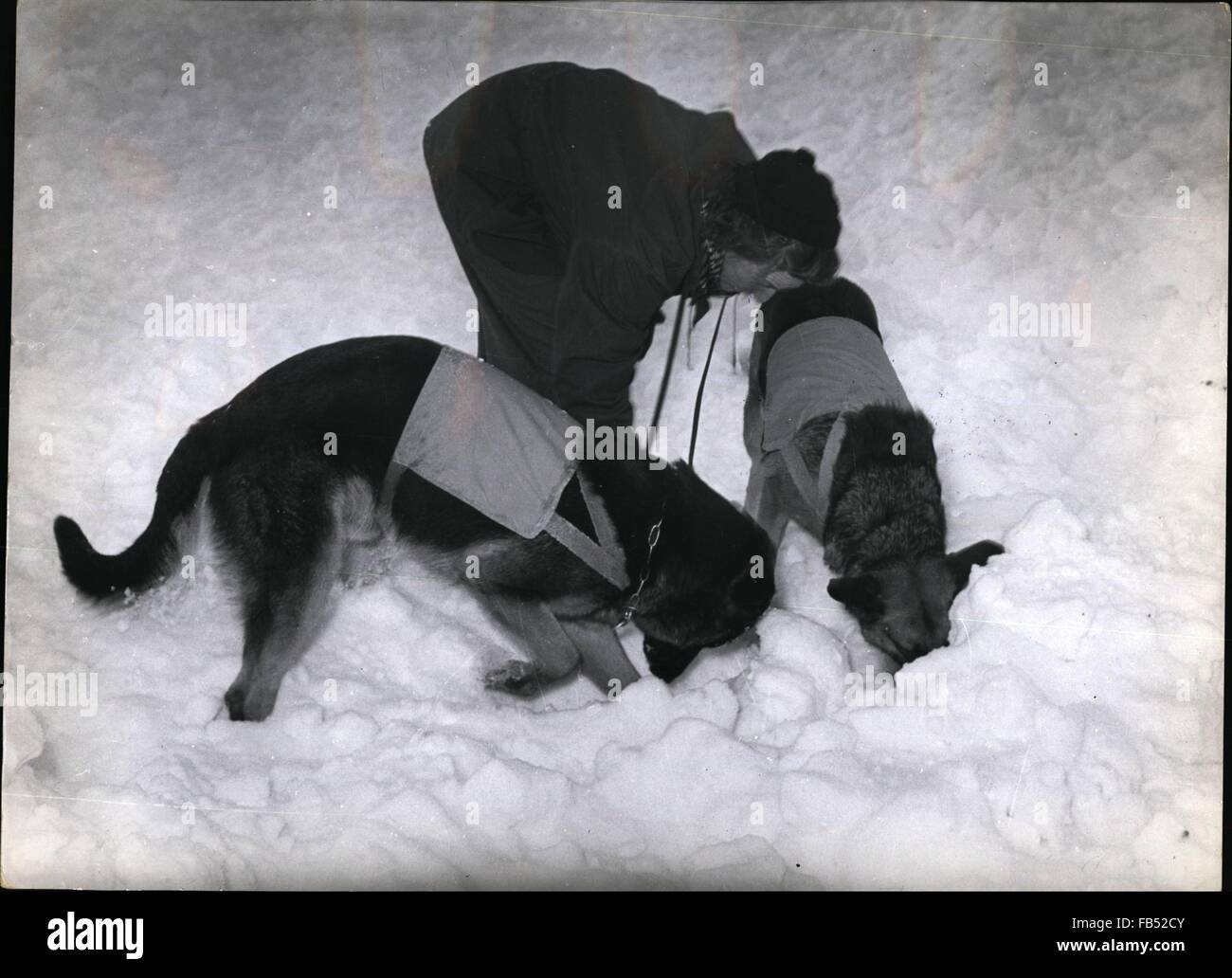 1972 - snow avalanche rescue Le chien guide commence la recherche avec les chiens. © Keystone Photos USA/ZUMAPRESS.com/Alamy Live News Banque D'Images