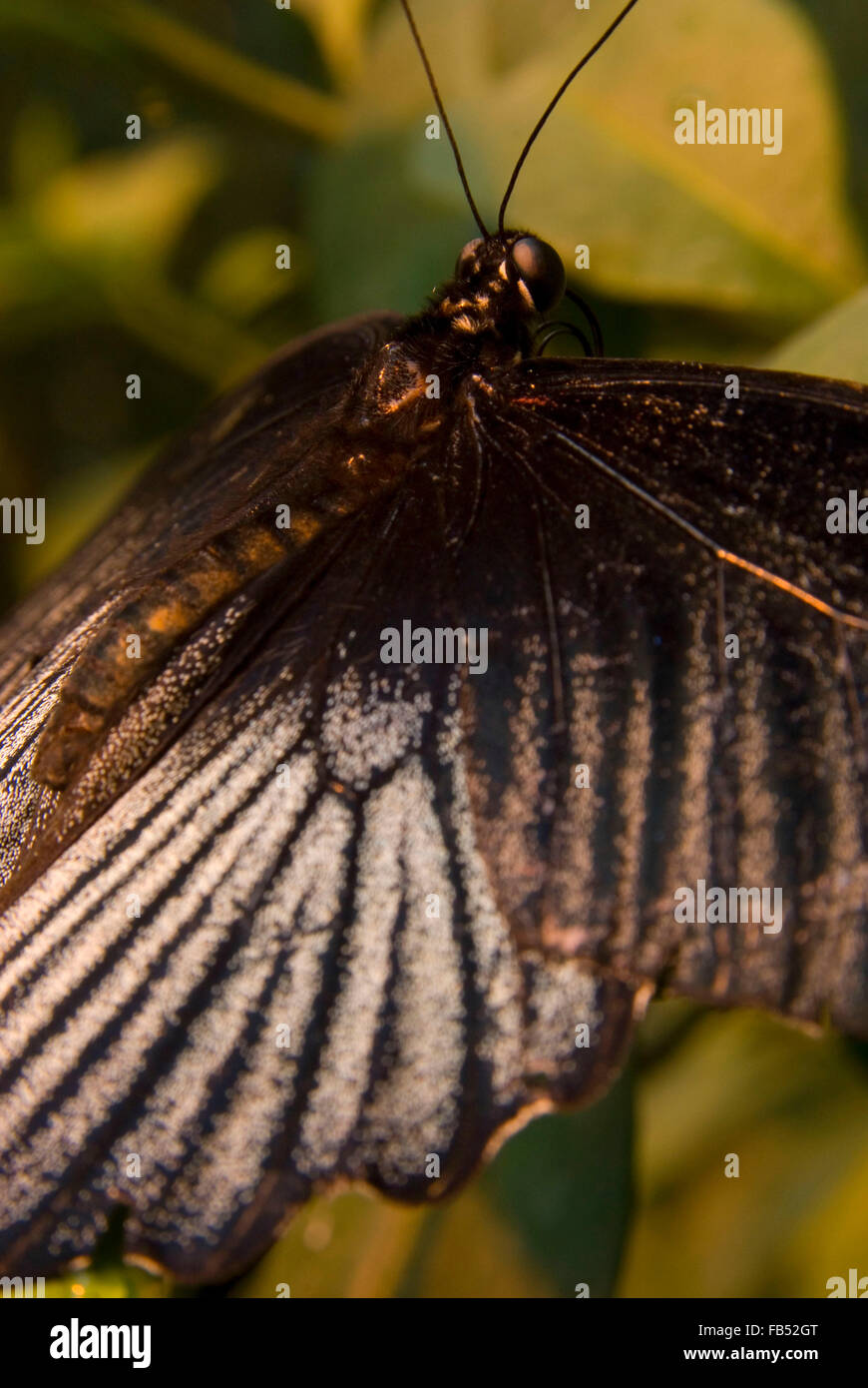 Grand Mormon Papilio memnon), les ailes de l'émerveillement, Polk County, Oregon Banque D'Images